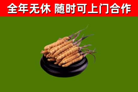 陇南市回收冬虫夏草